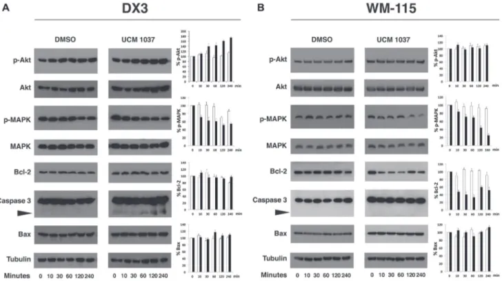 Figure 7: Time course of protein expression in UCM 1037 melanoma treated cells.  DX3 (panel A) and WM-115 (panel B) cells  were treated with DMSO 0.1% or UCM 1037 10 -4  M for 0, 10, 30, 60, 120, 240 minutes and then subjected to Western blot analysis