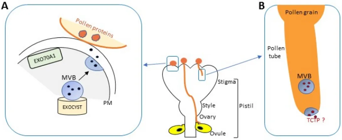 Figure 5. UPS seems to be involved in regulation of plant sexual reproduction. (A) Simplified scheme, 