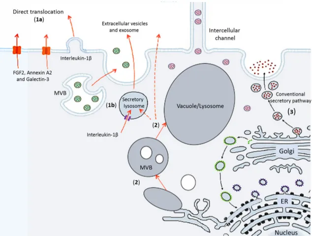 Figure 1. Schematic representation of secretory pathways within the eukaryotic cell. Some of the UPS 