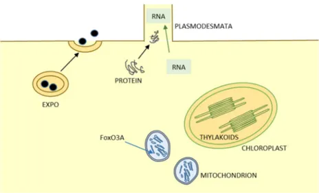 Figure 2. Some examples of unusual or unexplored intra- and intercellular pathways and organelle 
