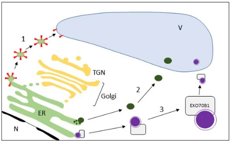Figure 4. Examples of direct ER to vacuole (V) import routes bypassing the Golgi apparatus and the 