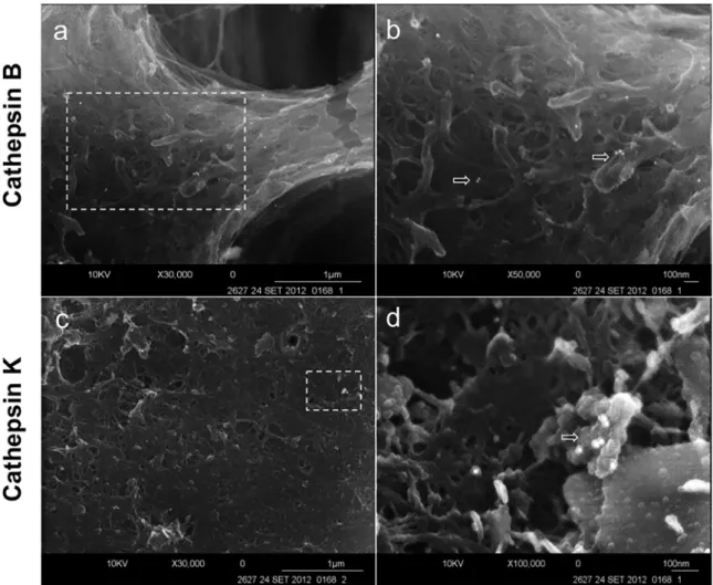Fig. 1. FEI-SEM micrographs of partially demineralized dentin after a pre-embedding immunolabeling procedure