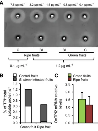 Figure 3. Trypsin protease inhibitors (TPIs) content of green (100 d after ﬂowering (DAF)) and ripe (150 DAF) olive fruits (A, B) TPI content was determined by radial diffusion assay using TPI from soybean to build a standard curve