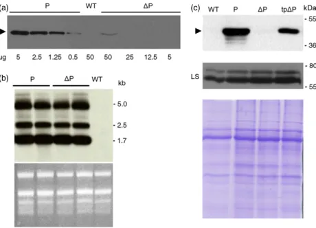 Figure 1 Transcription and protein accumulation of different phaseolin genes in tobacco chloroplasts