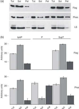 Figure 4 Modulation of P and DP synthesis in chloroplasts. (a) Protoplasts from transplastomic P and DP tobacco plants were pulse-labelled for 1 h and chased for the indicated periods of time