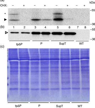 Figure 6 Repression of P synthesis in supertransformants (SupT) tobacco plants. Protoplasts from leaves of a WT plant, or from transformed tobacco plants expressing tp DP, P and SupT proteins, were pulse-labelled for 1 h in the presence or absence of cyclo