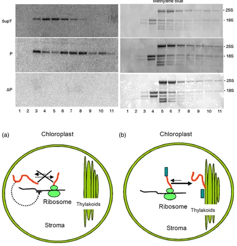 Figure 7 Polysome analysis in