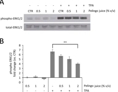 Fig 6. Western blot analysis of JB6 P+ cells treated with Pelingo juice and TPA. Cells were pre-treated with 0.5, 1 and 2% v/v of Pelingo juice for 24 h and stimulated with 10 ng/ml of TPA