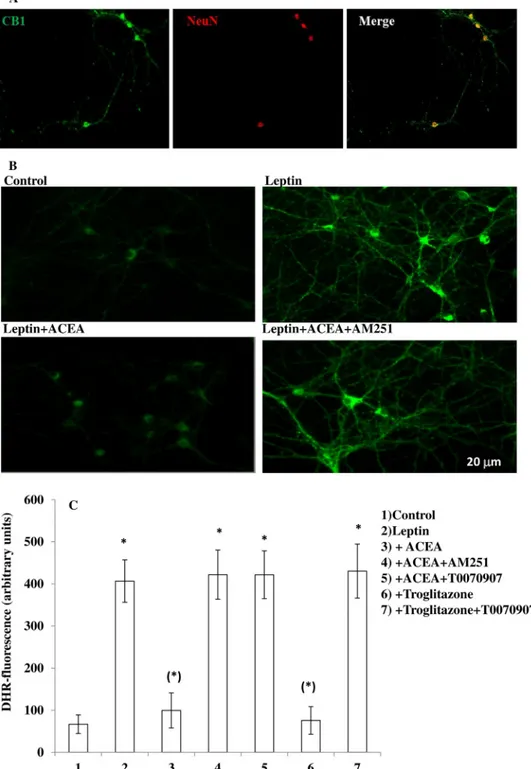 FIGURE 3. A CB 1 as well as a PPAR- ␥ agonist decrease leptin-induced ROS levels in primary cultures of hypothalamic ARC neurons