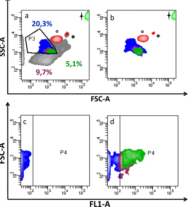 Fig 2. Contour plot of plasma EVs. EVs were evaluated (P3) using size beads, identified by °(1 μm), *(2 μm) and (5.2 μm) (a)