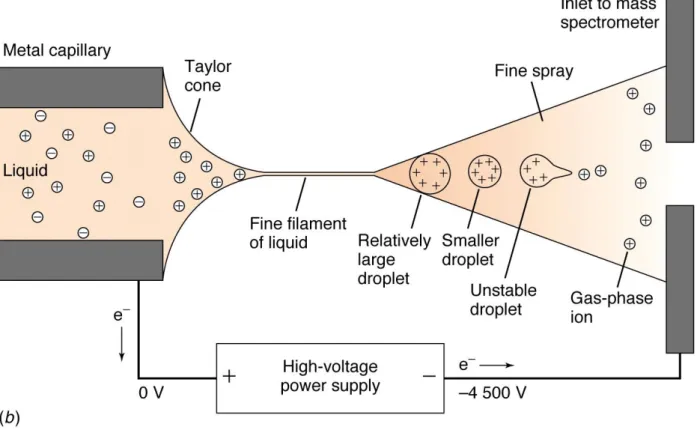 Figura 21. Evoluzione dell’elettrospray degli ioni della fase liquida all’interno della sorgente (60)