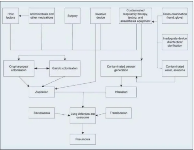 Figure 3: The pathogenesis of nosocomial bacterial pneumonia [HPSC; 2009]. 