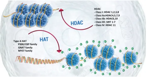 Figure 4: Histone acetylation. Histone acetylation is regulated by two families of enzymes: 
