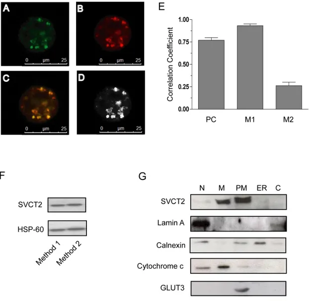 Figure  4.  Subcellular  localization  of  SVCT2  in  U937  cells.  (A–E)  Co-