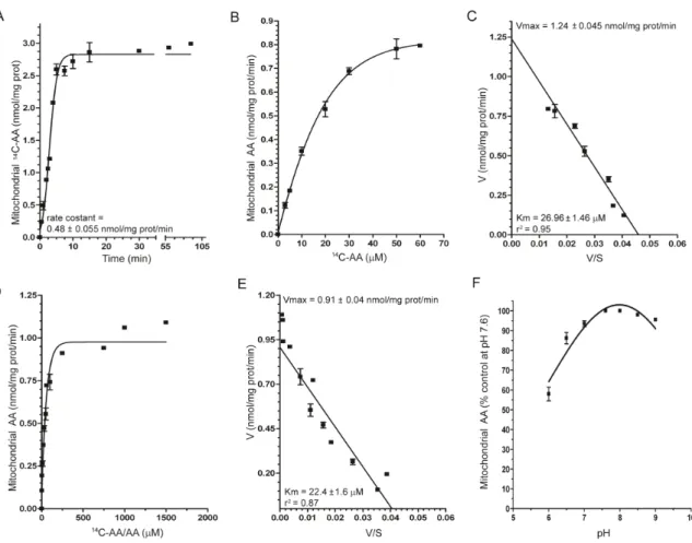 Figure  5.  Kinetic  properties  of  mitochondrial  SVCT2  in  U937  cells. 