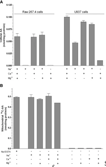 Figure  8.  Ca 2+   and/or  Mg 2+ -dependence  of  AA  transport  in  intact  Raw  264.7  cells,  U937  cells  and  mitochondria  isolated  from  U937  cells