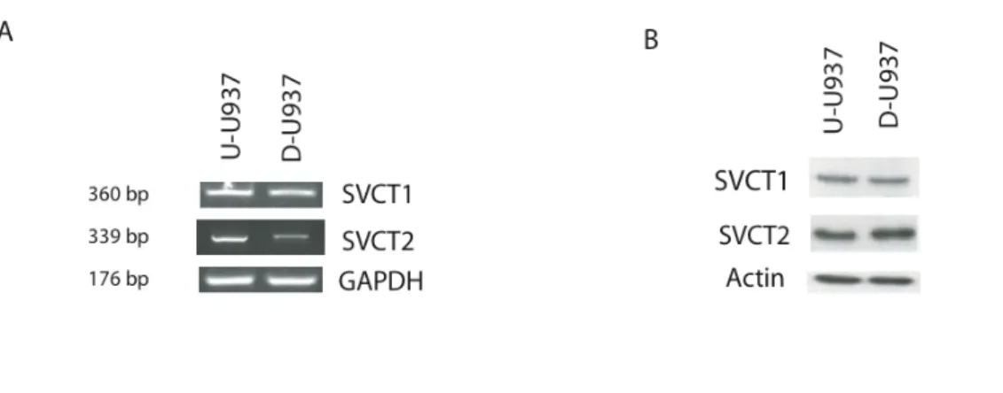 Figure 12. Effects of U937 cells differentiation on SVCTs mRNA and  protein  expression