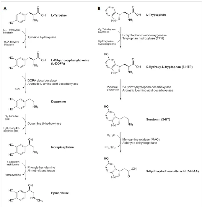 Figure 2. Biosynthetic pathways of neurotransmitters lacking in the brain of PKU patients