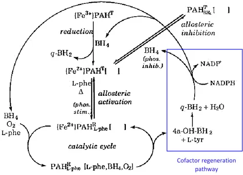 Figure 6. Regulatory pathways of PAH (from Kappock and Caradonna 1996). PAH T  = PAH in the steady state; PAH R  = PAH in 