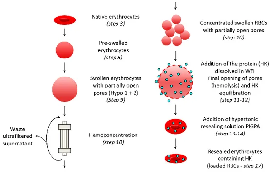 Figure  13.  Graphical  representation  of  the  main  steps  of  the  loading  procedure  carried  out  by  the  Red  Cell  Loader®  and 