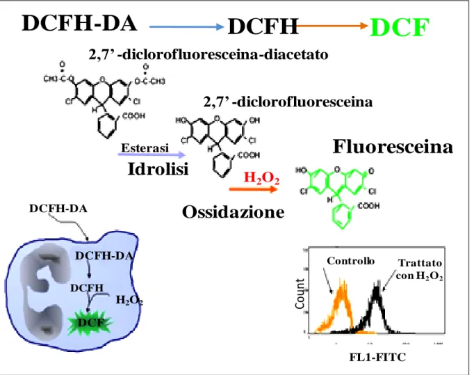 Fig. 14. Funzionalità della molecola DCFH-DA all’interno di una cellula.  La molecola DCFH-DA a seguito 
