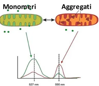 Fig. 15. Emissione di fluorescenza differenziale del JC-1 all’interno di una cellula. Il JC-1, quando è in forma 