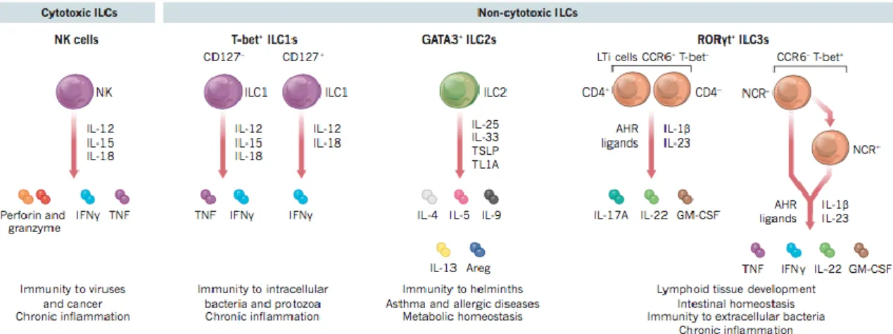 Figure 1: Main subsets of the Innate Lymphoid Cell family. [From: Artis &amp; Spits, 2015 ] 
