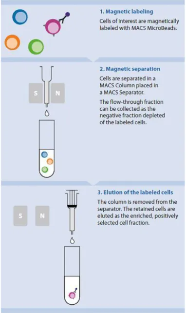 Figure  7:  Schematic  representation  of  the  Vario  MACS  magnetic  cell  sorting  programto  isolate 