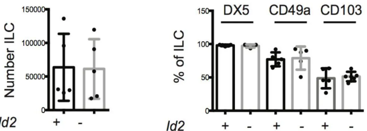 Figure 16: On the left: number of thymic ILC-like cells in Id2 +/+  and Id2 -/-  mice