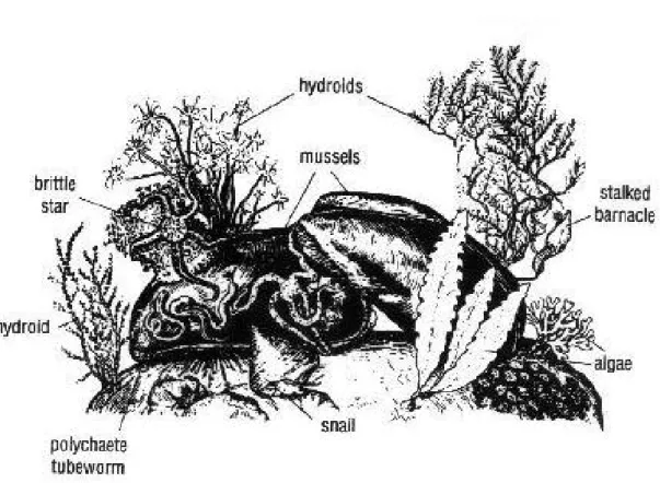 Figura 3: Rappresentazione artistica di un ambiente di fondo duro, con relativa epifauna ed epiflora  (http://www.marinebiotech.eu/)