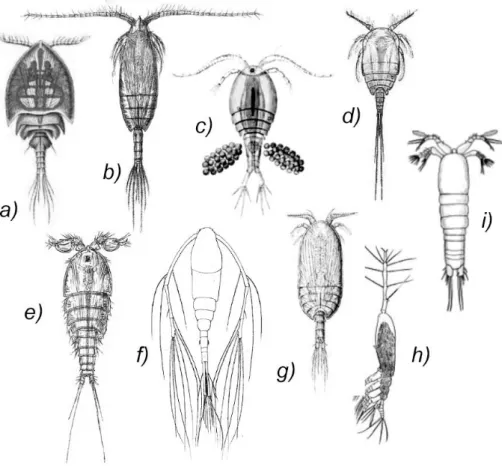 Figura 6: Morfologia di diversi ordini di copepodi: a) Siphonostomatoida; b) Calanoida; c) Cyclopoida; d)  Misophrioida; e) Harpacticoida; f) Mormonilloida; g) Platycopioida; h) Monstrilloida; i) Gelyelloida