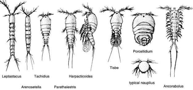 Figura 7: Morfologia di alcuni generi di copepodi arpacticoidi adattati a diversi habitat (Giere 2009)