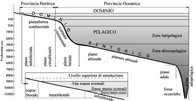 Figura 8: Schema generale di zonazione dell’ambiente marino (Baccetti et al. 1995). 
