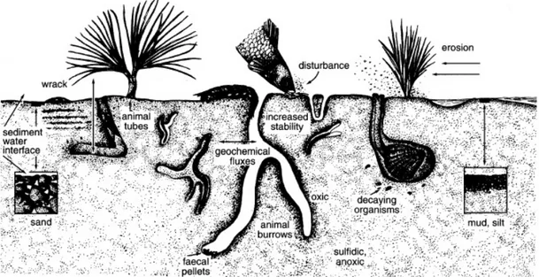 Figura 1: Principali fattori biotici ed abiotici che influenzano le comunità della meiofauna (Giere 2009)