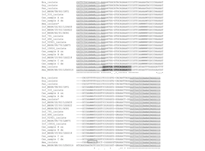 Fig. 1 CLUSTAL multiple alignments of qPCR-ML amplicon sequences performed by MUSCLE. The MLF and MLR primer sequences are underlined; the sequence of LMi-amaF primer is in bold