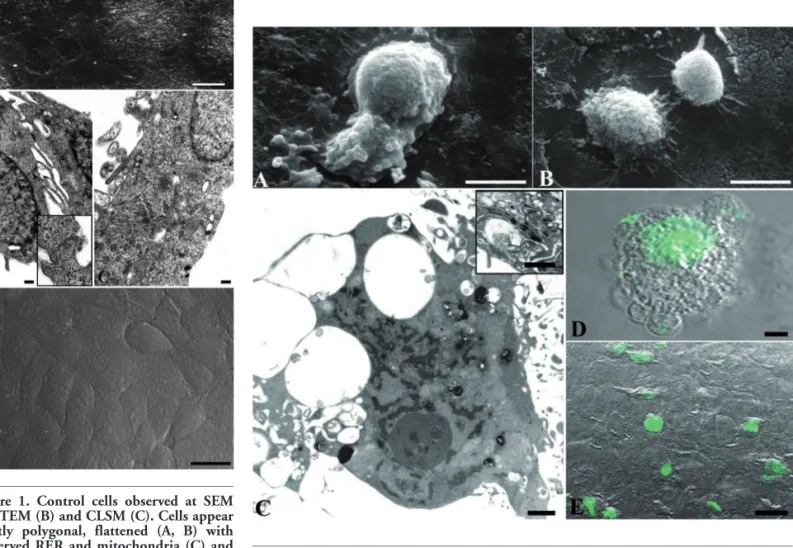 Figure  1.  Control  cells  observed  at  SEM (A), TEM (B) and CLSM (C). Cells appear mostly  polygonal,  flattened  (A,  B)  with preserved RER and mitochondria (C) and frequent close cell contacts (B, inset)