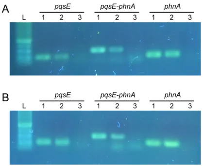 Fig S3. RT-PCR analysis showing co-transcription of pqsE and phnA 