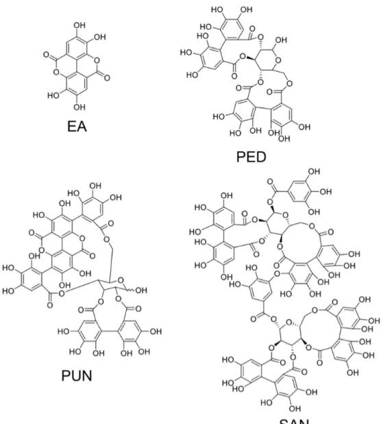 Figure 2. Structures of ellagic acid and of three major and representative ellagitannins. EA, ellagic  acid; PED, pedunculagin; PUN, punicalagin; SAN, sanguiin H‐6. 