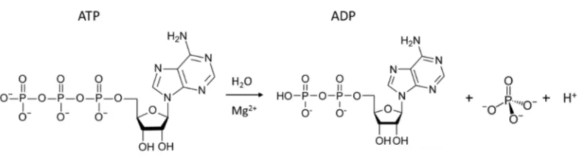 Figura 4  Defosforilazione di una molecola di ATP da parte dell’enzima Na + /K +  ATPasi