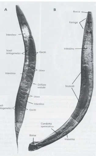 Figura 5. Il nematode Caenorhabditis elegans: femmina (A) e maschio (B).  (Westheide &amp; Rieger 2011) 