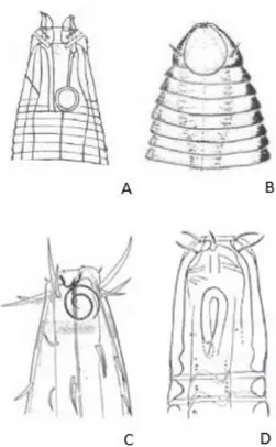 Figura 8. Morfologia dell’anfidio nei nematodi: A) anfidio circolare (fam. Xyalidae), B)  anfidio a vescicola (fam