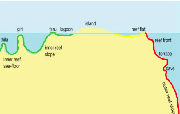 Figura 10. Sezione schematica delle strutture di un atollo. In verde le zone della laguna, in  rosso il margine esterno della scogliera con pendenza evidente e in giallo il reef esterno che 