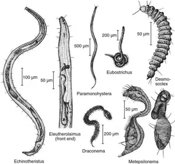 Figura 3. Esempi della varietà delle forme corporee di nematodi (Giere, 2009) 