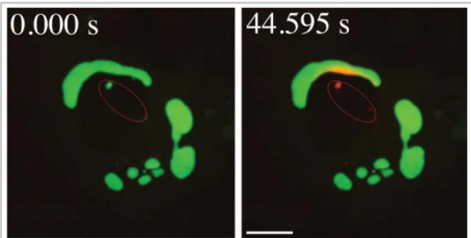 Figure 9. Movement of activated pDendra2-hp62 (SQSTM1; orange) from the nucleus (middle) to an aggregate in ARPE-19 cells, revealed by confocal  micros-copy