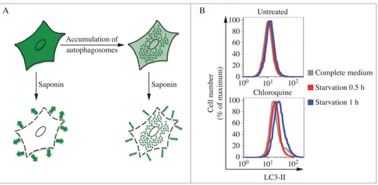 Figure 13. Saponin extraction allows quantiﬁcation of LC3-II ﬂuorescence by FACS. (A) Schematic diagram of the effects of the saponin wash
