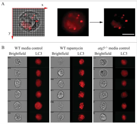 Figure 14. Assessing autophagy with multispectral imaging cytometry. (A) Bright Detail Intensity (BDI) measures the foreground intensity of bright puncta (that are 3 pix- pix-els or less) within the cell image