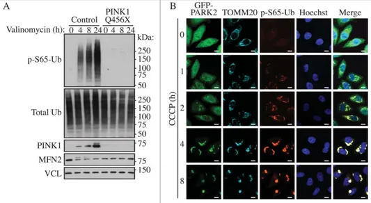 Figure 21. PINK1-dependent phosphorylation of ubiquitin (p-S65-Ub) upon mitophagic stress