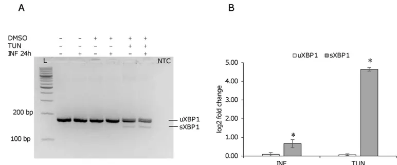 Fig 7. Xbp1 induction following L. infantum infection in murine macrophages. Murine macrophages were infected with L