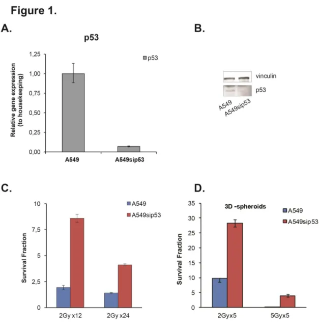 Figure 1: Effect of p53 silencing on radiation  response cells. (A) p53 mRNA expression in lung adenocarcinoma cell  lines  were assessed by real-time quantitative PCR