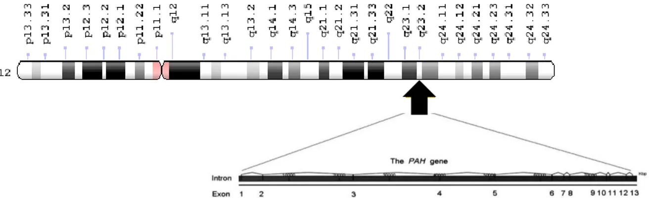 Figure 4. Basic structure and localization of the human PAH gene. Located on the long arm of chromosome 12,  the human PAH gene contains 13 exons that encode a polypeptide of 452 amino acids (adapted from Williams  et al., 2008)